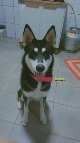 Doação Husky Siberiano 