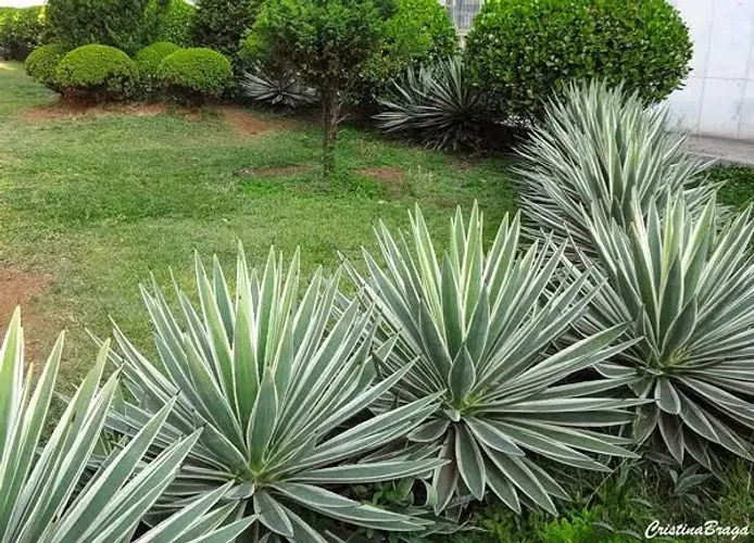 Mudas de Agave Variegata - Piteira do Caribee
