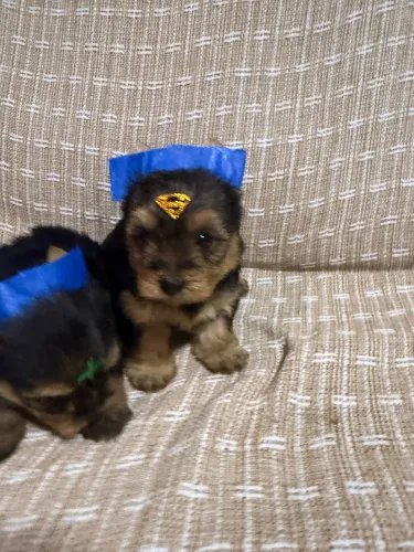 Yorkshire Terrier