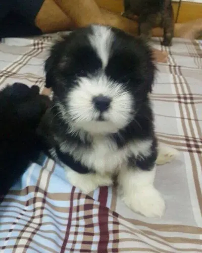 ?Últimos filhotes de Lhasa Apso disponíveis?