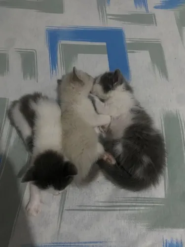 Doação de gatinhos
