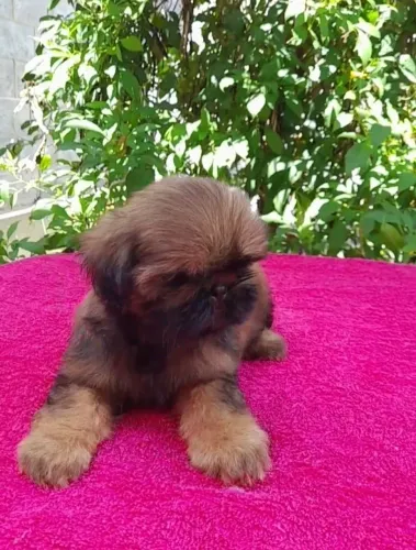 Filhote de Shih Tzu