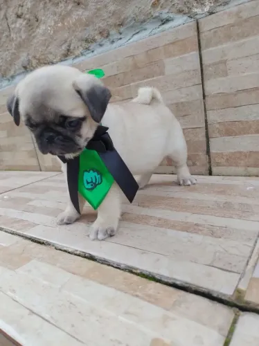 Pug Uma fofura rara disponível agora