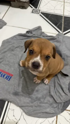 Mistura de pitmonster com américan bully, fêmea