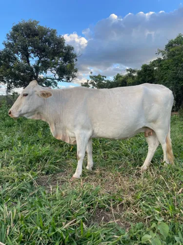 Vaca leiteira 8 litros de leite na manga