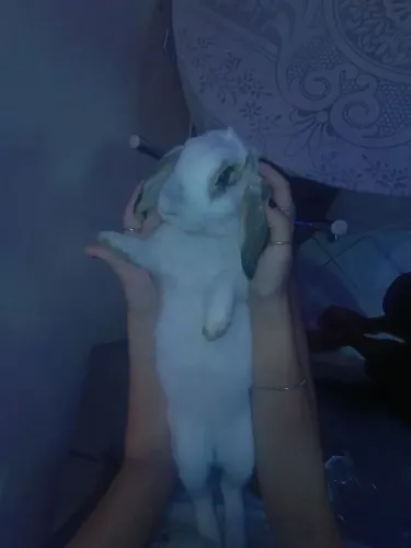 Coelha de 7 meses