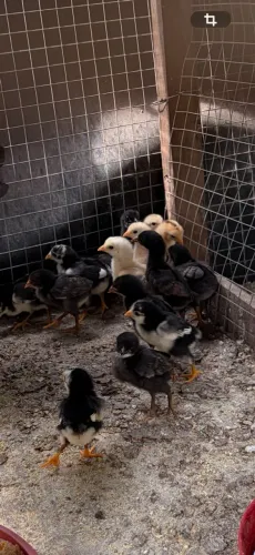 Vende-se pintinho caipira