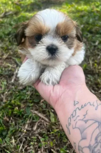 Shih Tzu Companheiro Ideal
