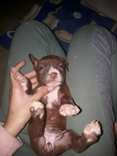 Filhotes puros de Pit Bull 