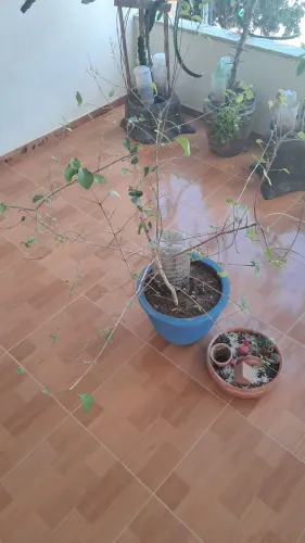 Vasos com frutíferas