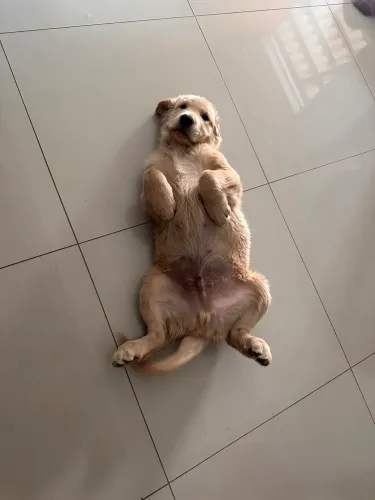 Golden retriever 