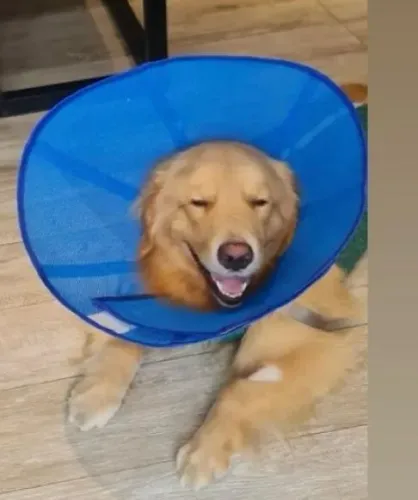 Colares elizabetano para cães e gatos