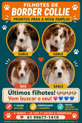 Filhotes de Border Collie prontos para o novo lar!