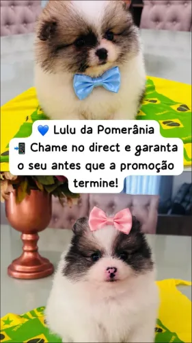 lulu da pomerania