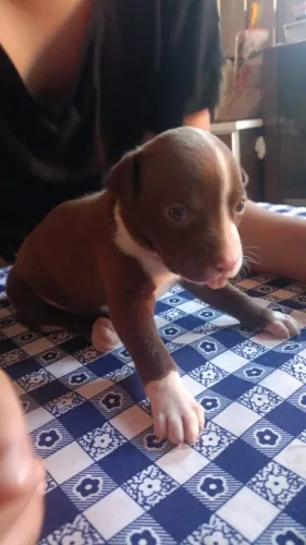 Filhote Pitbull Red Nose 