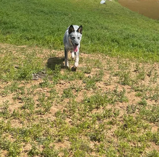 Vende se ou troco cachorra fêmea burrice pura
