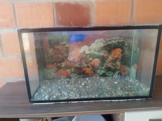 Aquário com decoraçao inclusa