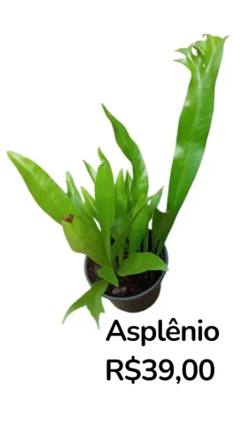 Asplênio