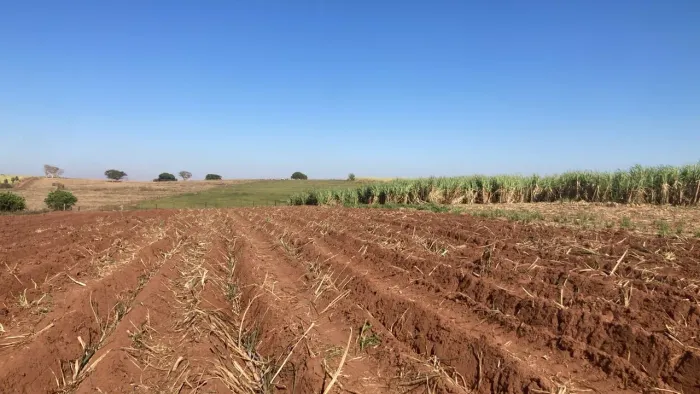 Cana para plantio ou trato 