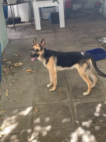 Filhote de pastor alemão puro, 6 meses de idade