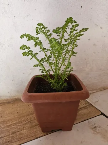 Planta Dinheiro em penca