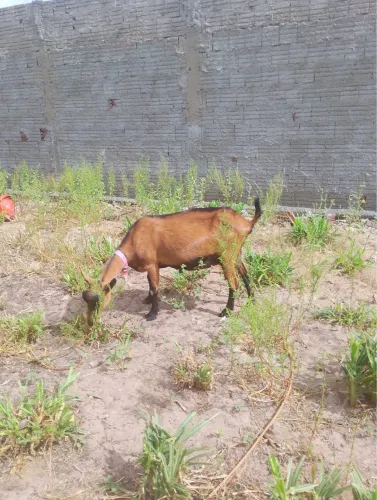 Cabra leiteira 2L/Dia Pardo Alpino