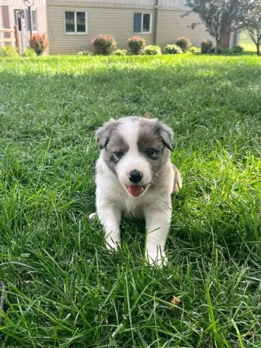 Filhotes de Border Collie | Peludinho de tirar suspiros!