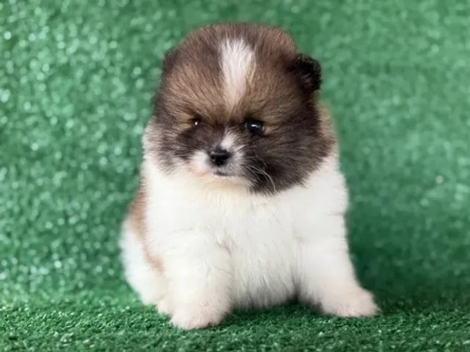 ?Últimas unidades! Lulus lindíssimos e super peludinhos esperando você!? ?
