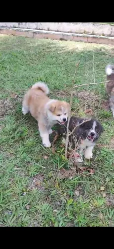 Akita macho e femea disponível 