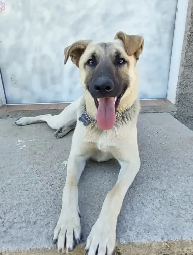 Doação macho porte g