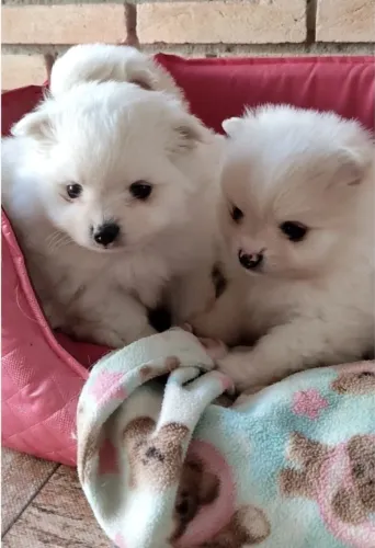 Filhotes de Spitz Alemão - Lulu da Pomerania 