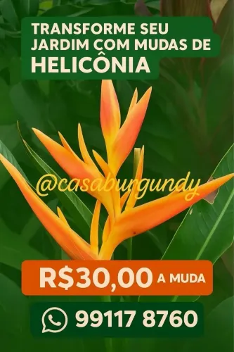 PLANTAS TROPICAIS