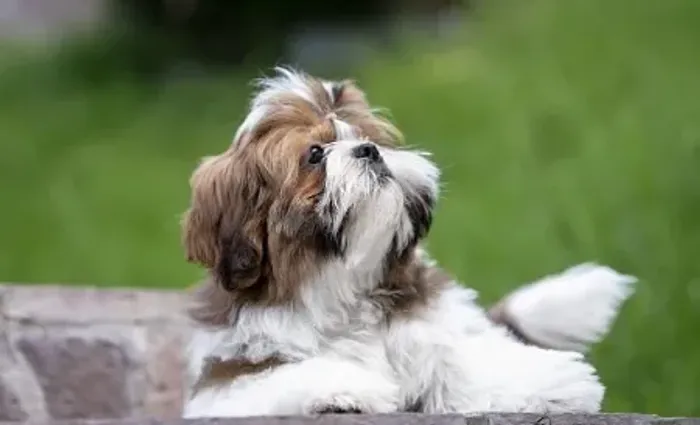 Filhote de Shih-Tzu Macho: Pequeno em Tamanho, Grande em Carinho