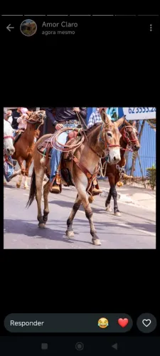 burro