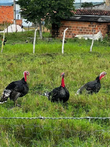 Vendo peru macho