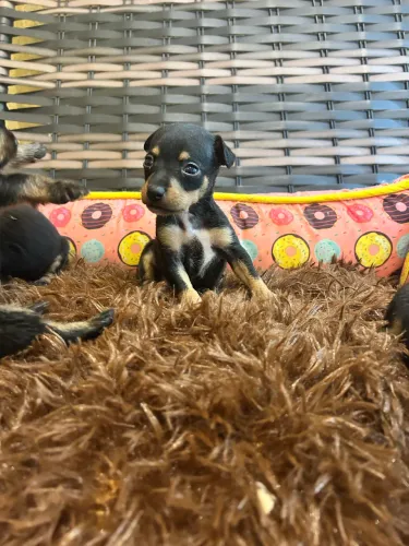 Pinscher