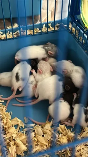 Filhotes Ratos Twister