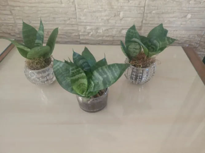 Jardinagem