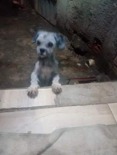 Shitzu fêmea doação