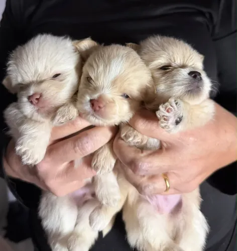 Vendo filhotes de Spitz alemao (lulu da pomerania)