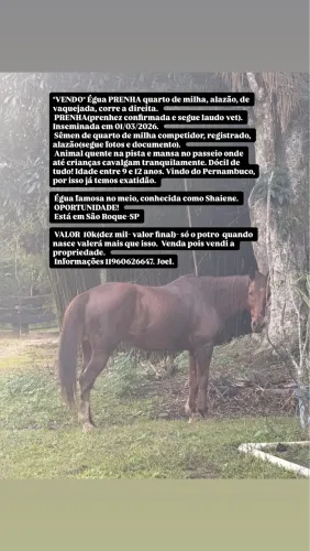 Égua quarto de milha prenha