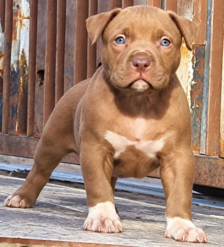 FILHOTE PIT MONSTER COM PEDIGREE MACHO
