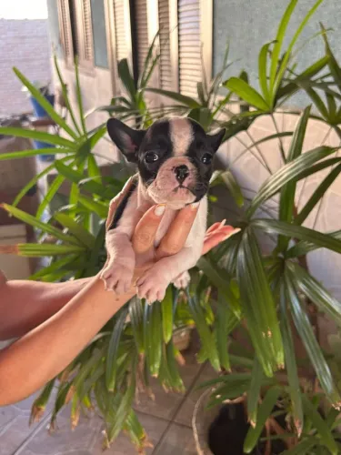 Buldogue Francês 