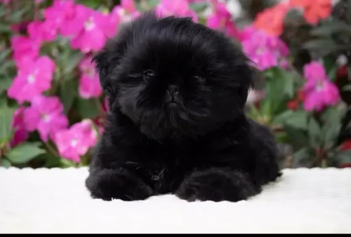 Shih tzu black sólido a cor mais rara da raça legitimo