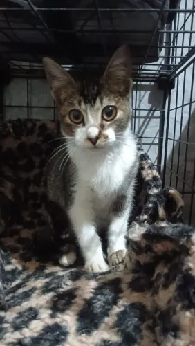 Doação filhote fêmea e macho gatinho e gatinha