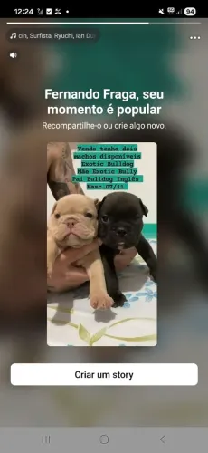 Vendo filhotes Exotic Bulldog