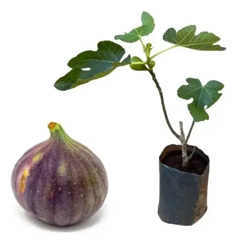 Mudas frutíferas amora gigante e figo