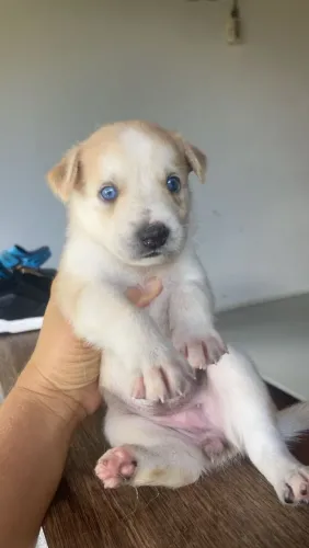 Vendo filhotes de husky com labrador