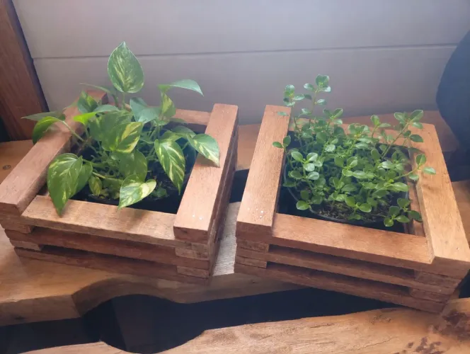 Cachepôs para plantas