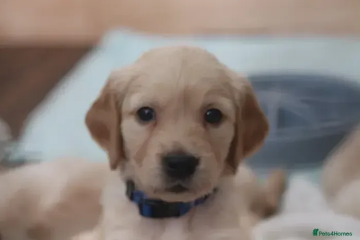 Bebezinho linhagem selecionada Golden Retriever